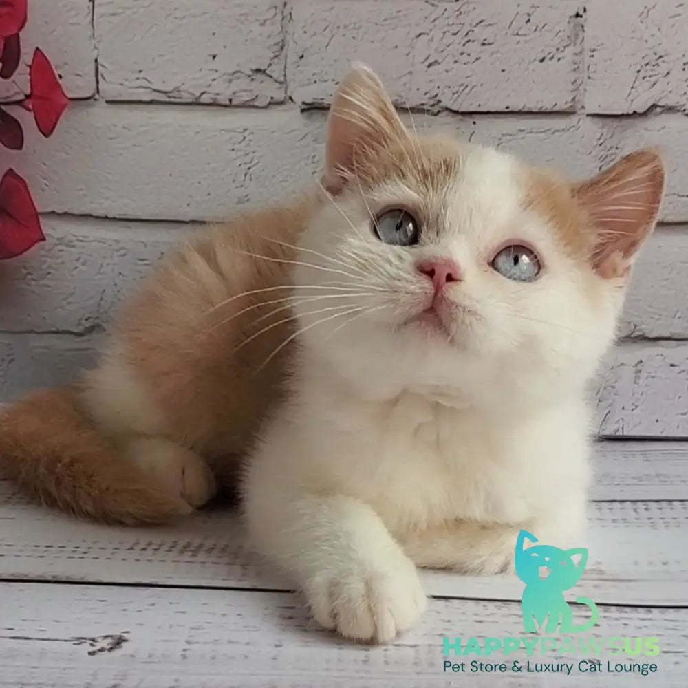 Duke British Shorthair male cream bicolour - live animals