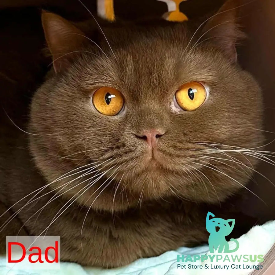 Duke British Shorthair male cream bicolour - live animals