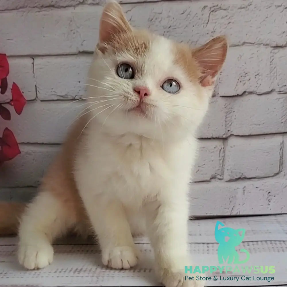 Duke British Shorthair male cream bicolour - live animals