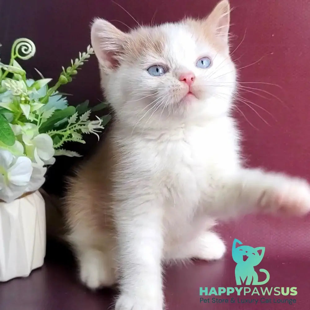 Duke British Shorthair male cream bicolour - live animals