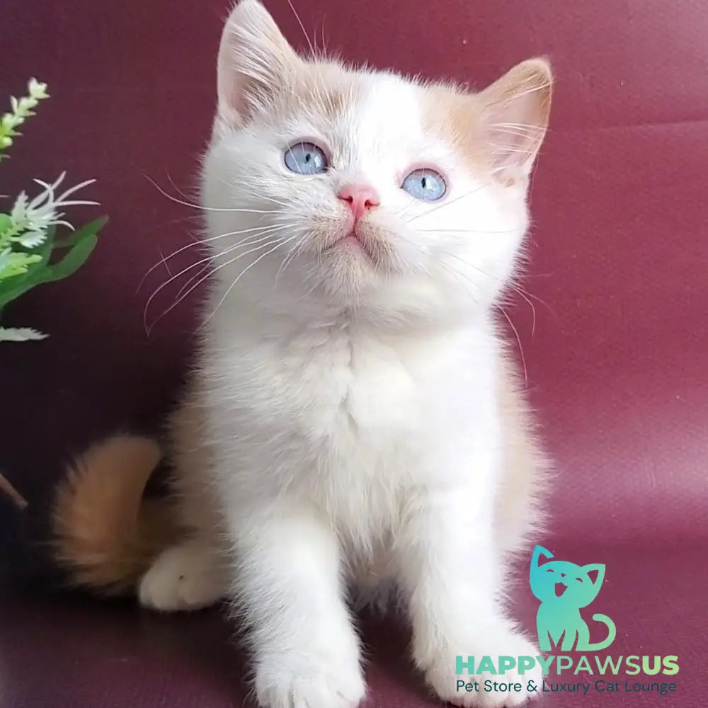 Duke British Shorthair male cream bicolour - live animals