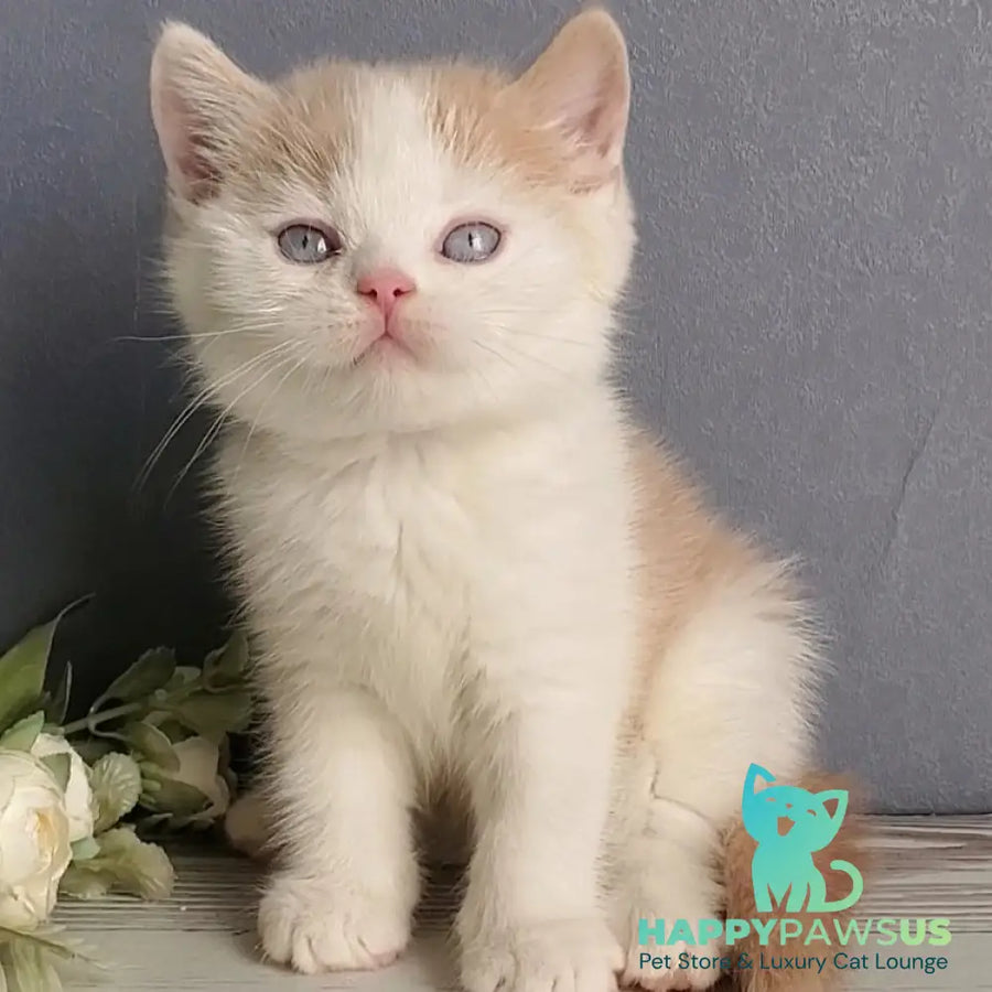 Duke British Shorthair male cream bicolour - live animals