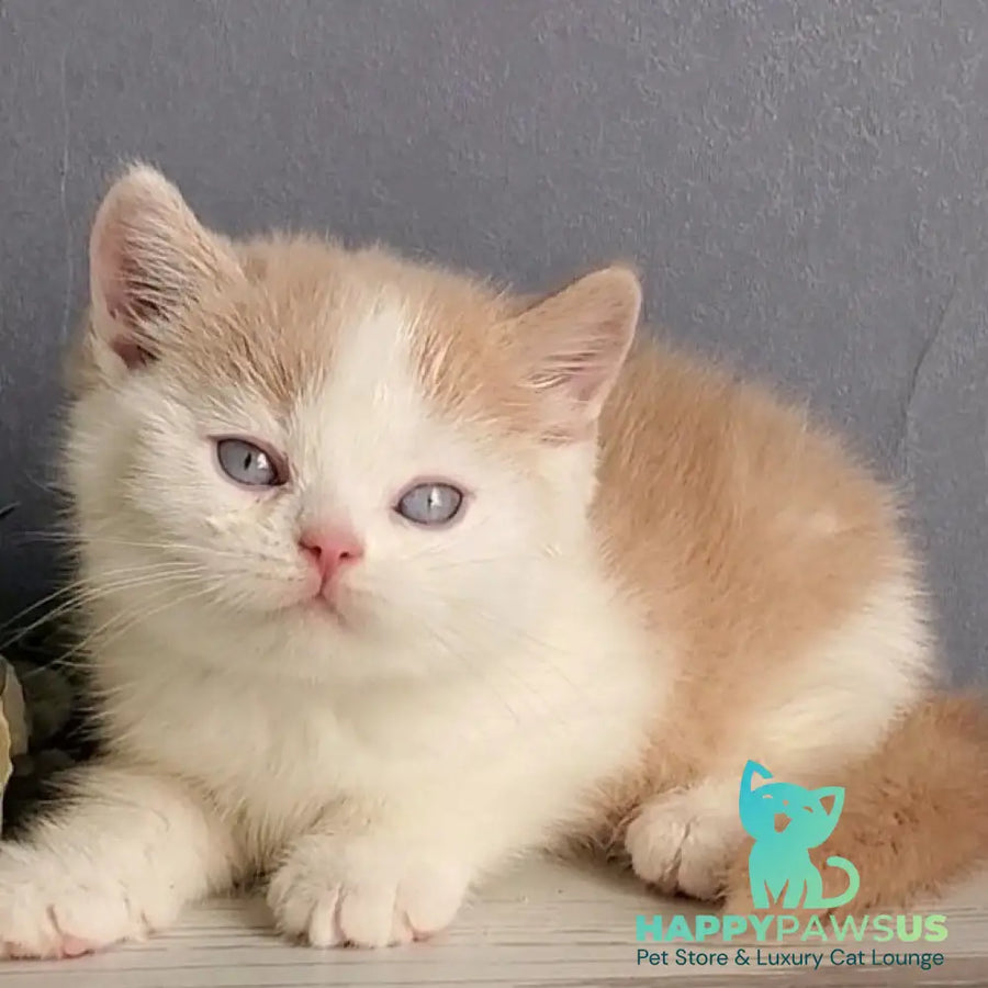 Duke British Shorthair male cream bicolour - live animals
