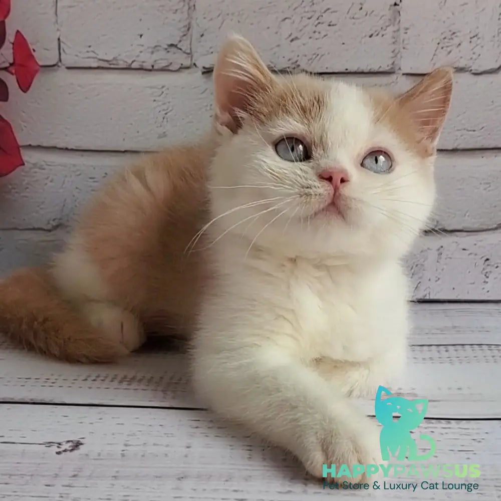 Duke British Shorthair male cream bicolour - live animals