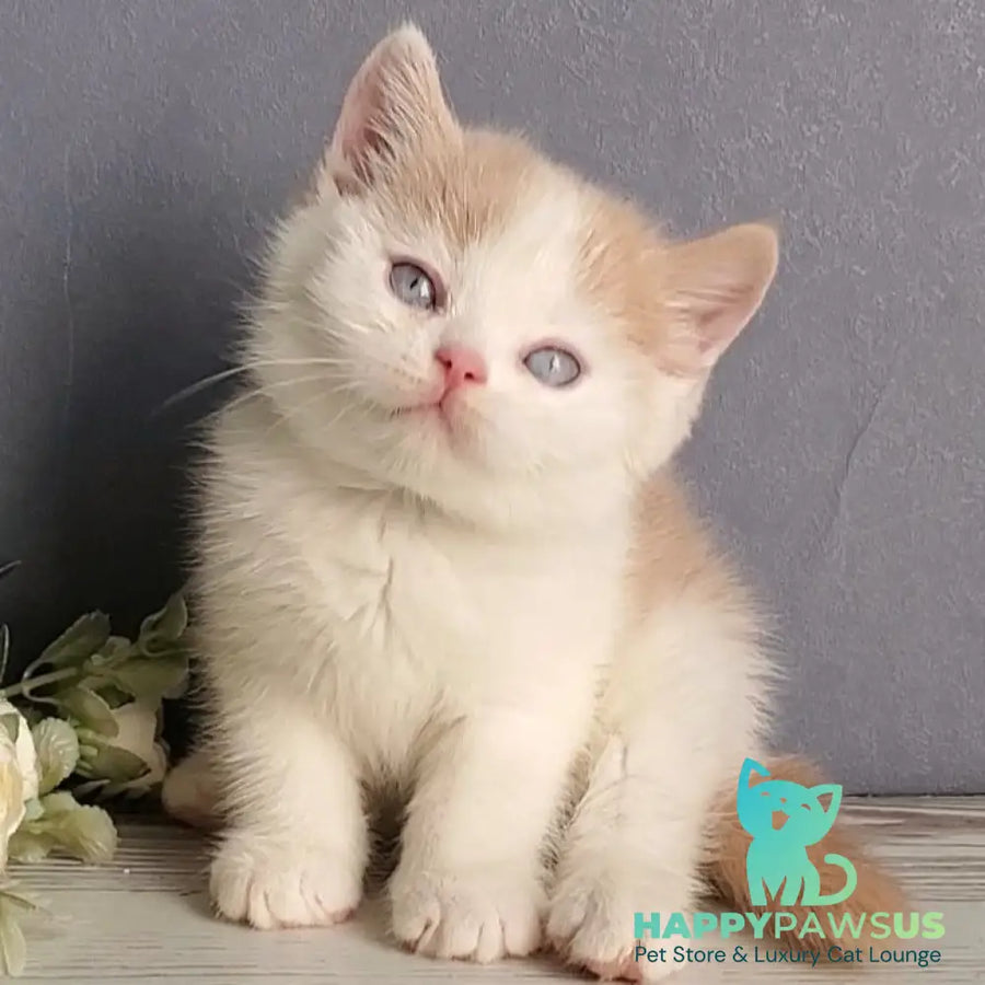 Duke British Shorthair male cream bicolour - live animals