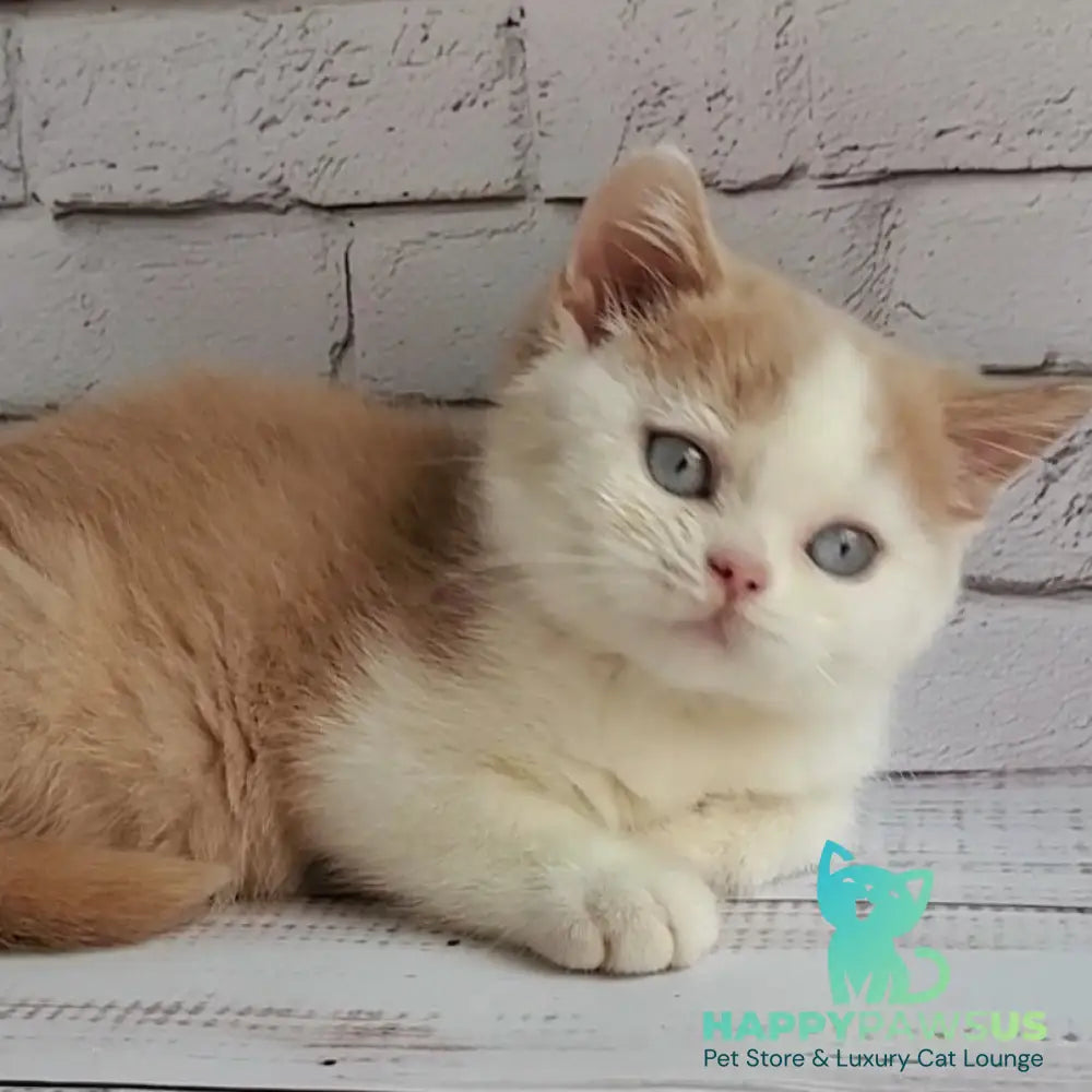 Duke British Shorthair male cream bicolour - live animals