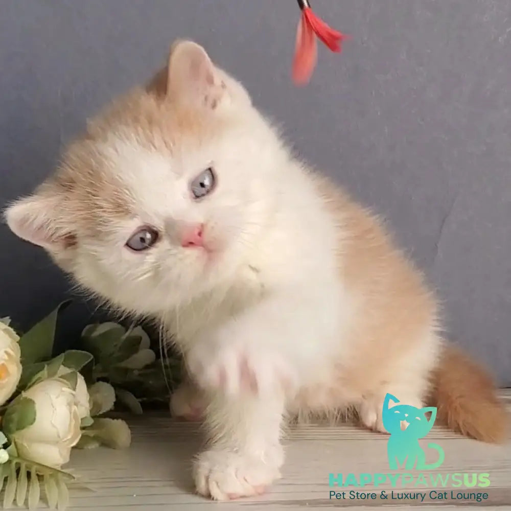 Duke British Shorthair male cream bicolour - live animals