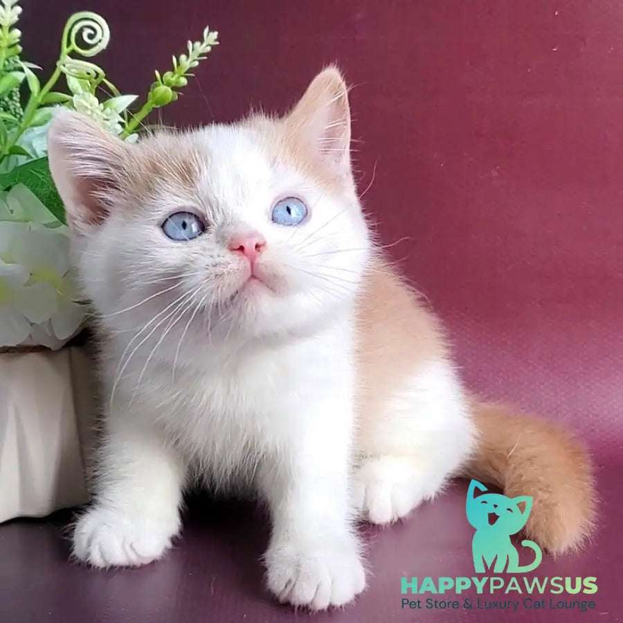 Duke British Shorthair male cream bicolour - live animals