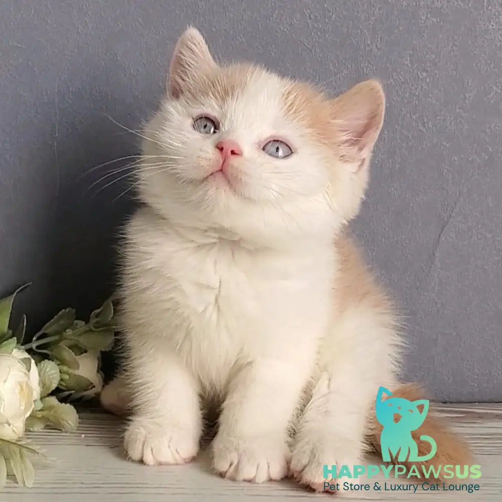 Duke British Shorthair male cream bicolour - live animals