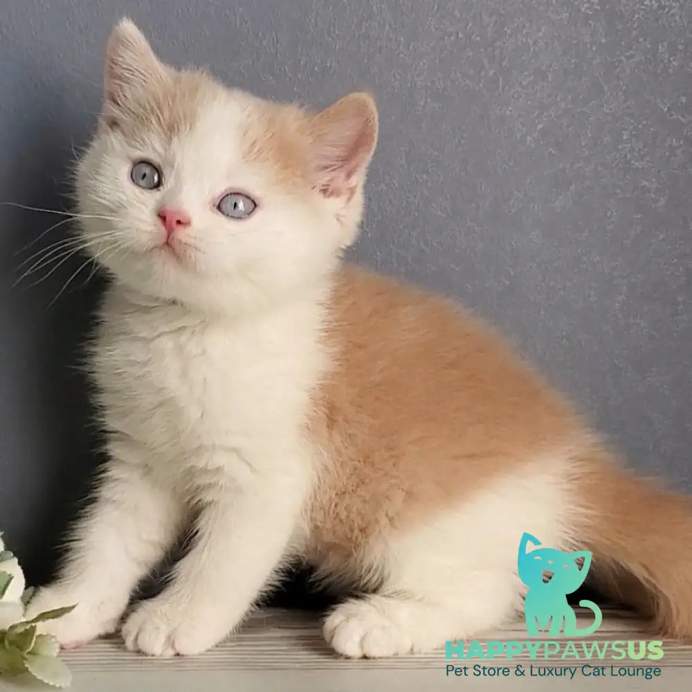 Duke British Shorthair male cream bicolour - live animals