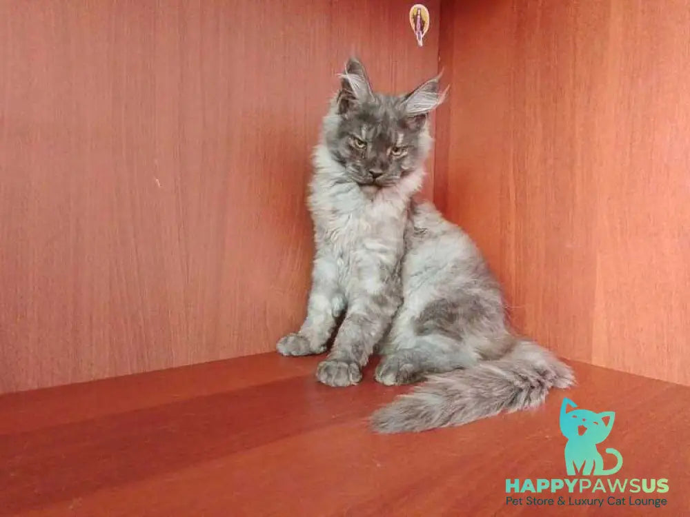 Duke Maine Coon male black silver - live animals