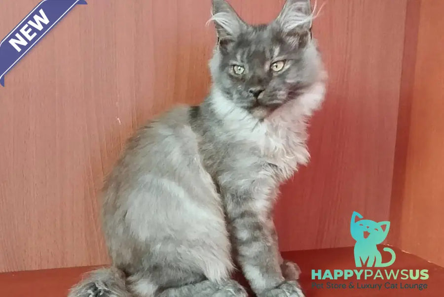 Duke Maine Coon male black silver - live animals