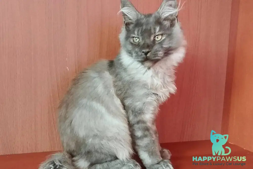 Duke Maine Coon male black silver - live animals