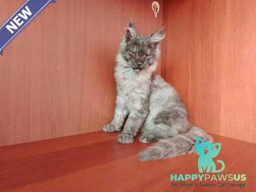 Duke Maine Coon male black silver - live animals