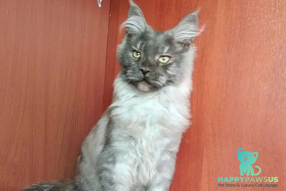 Duke Maine Coon male black silver - live animals
