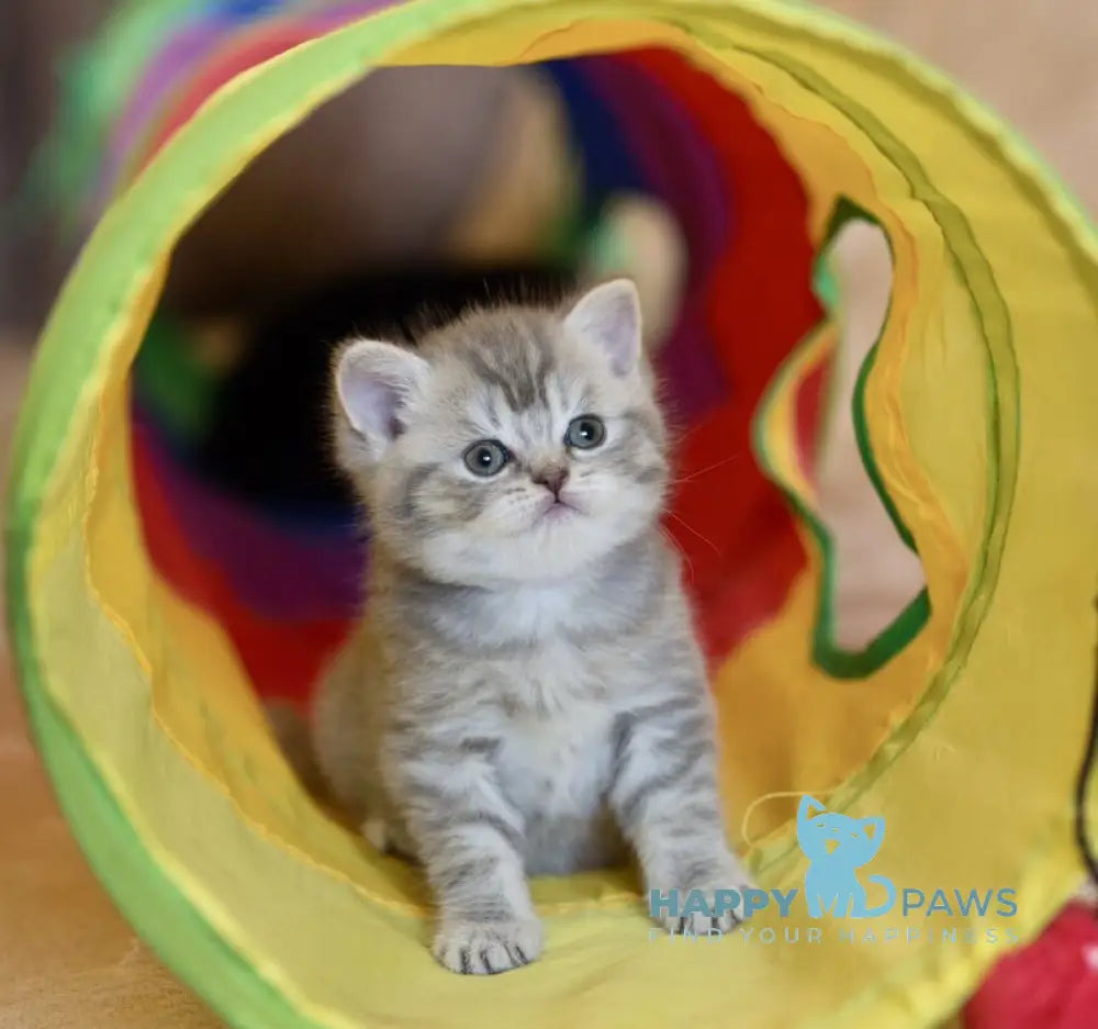 Dulcenia Scottish Straight female blue spotted tabby live animals