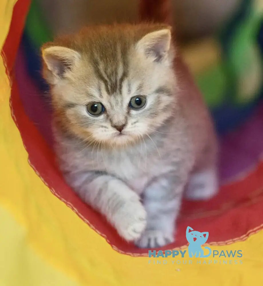 Dulcenia Scottish Straight female blue spotted tabby live animals