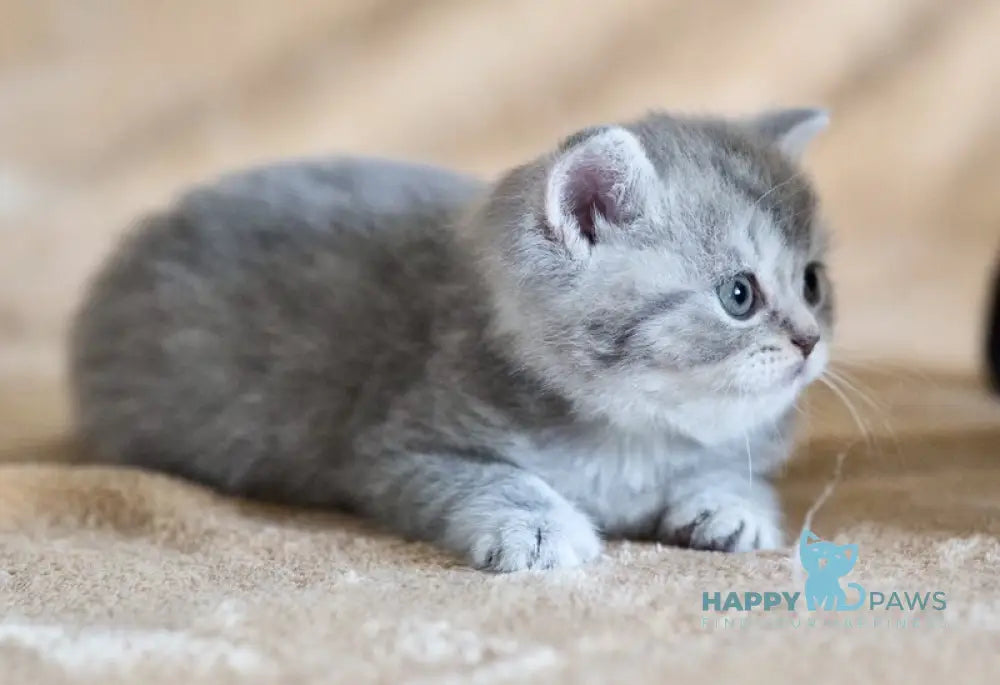 Dulcenia Scottish Straight female blue spotted tabby live animals