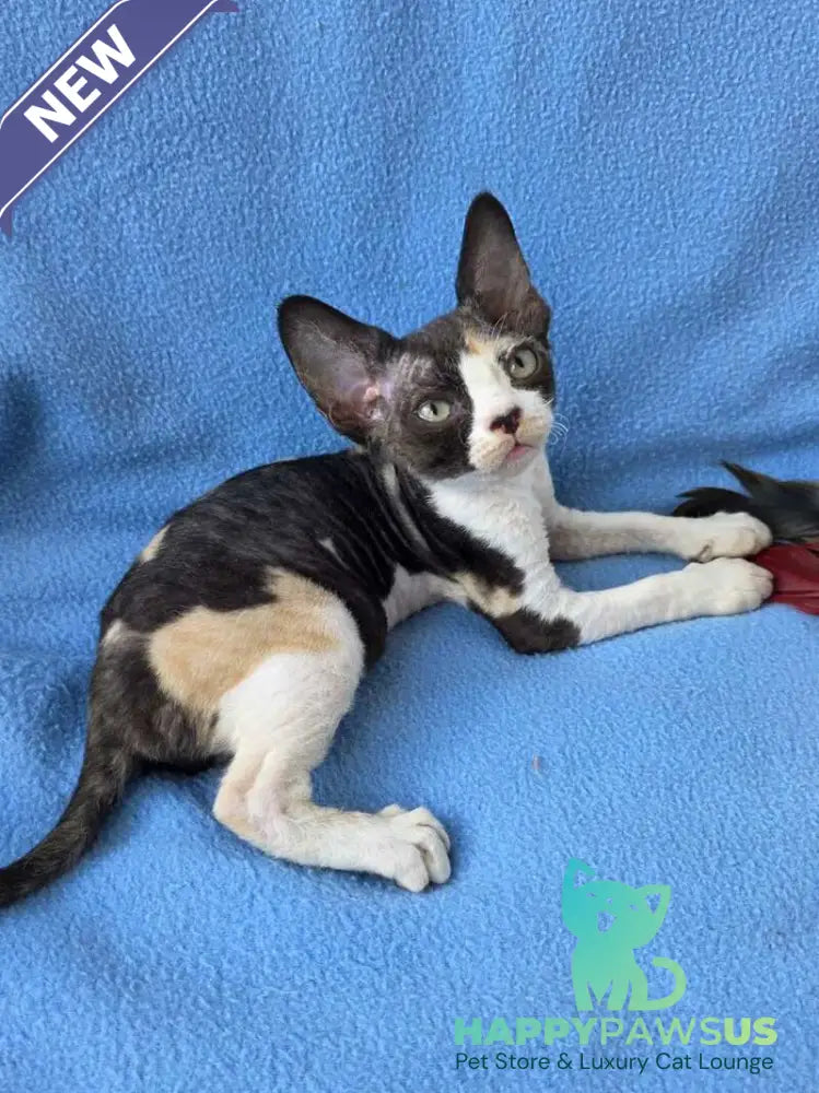 Dulcinea Devon Rex female black tortie bicolour - live animals