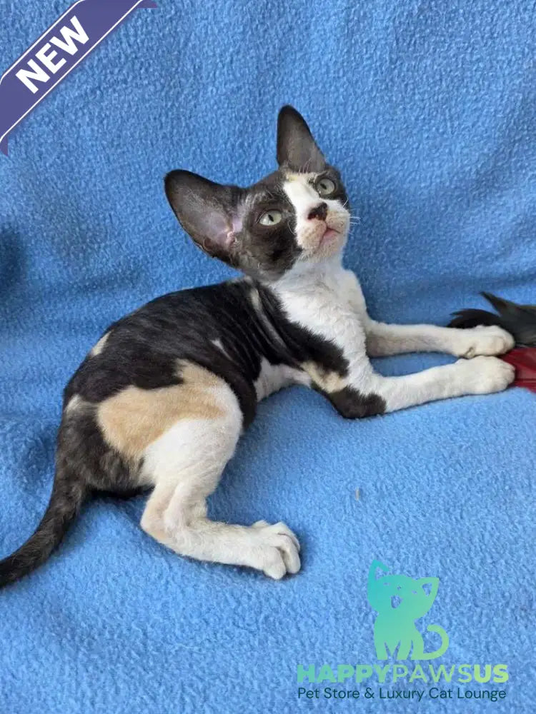 Dulcinea Devon Rex female black tortie bicolour - live animals