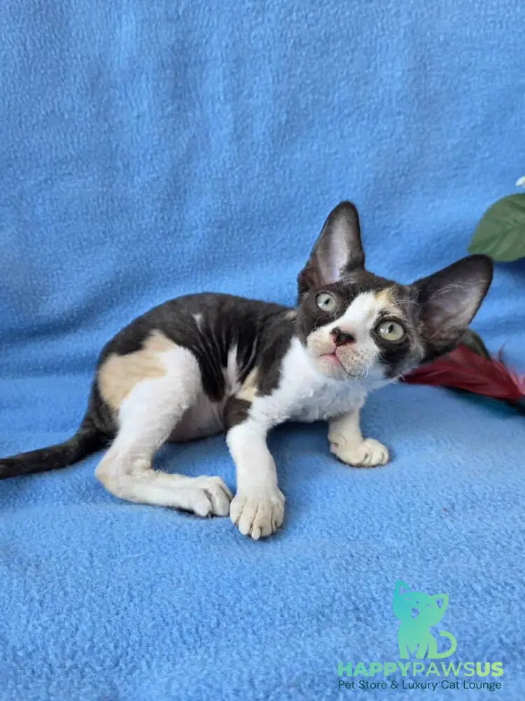Dulcinea Devon Rex female black tortie bicolour - live animals