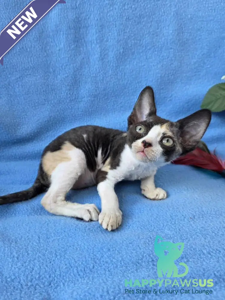 Dulcinea Devon Rex female black tortie bicolour - live animals