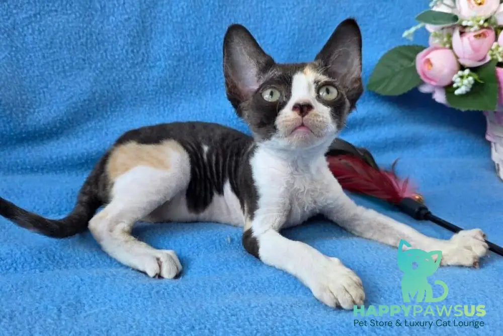 Dulcinea Devon Rex female black tortie bicolour - live animals