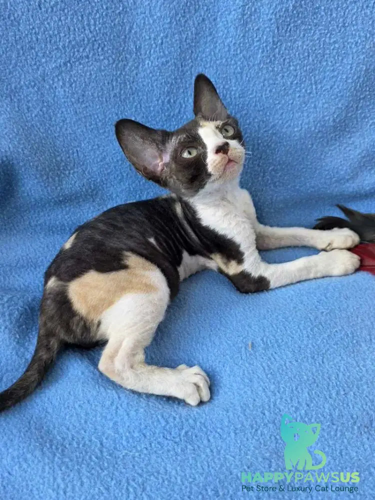 Dulcinea Devon Rex female black tortie bicolour - live animals