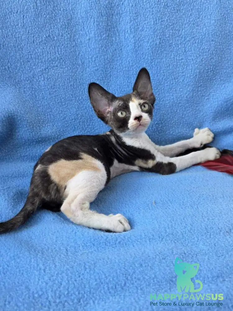 Dulcinea Devon Rex female black tortie bicolour - live animals