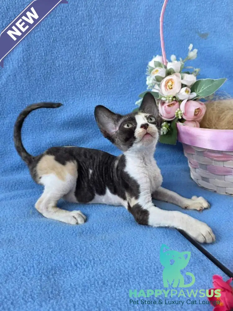 Dulcinea Devon Rex female black tortie bicolour - live animals
