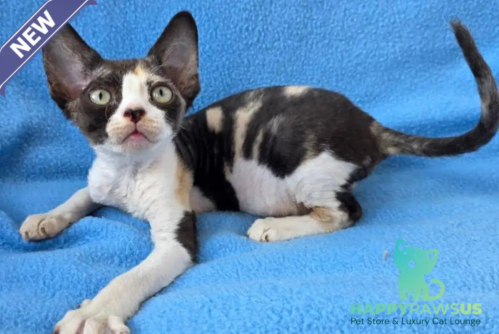 Dulcinea Devon Rex female black tortie bicolour - live animals