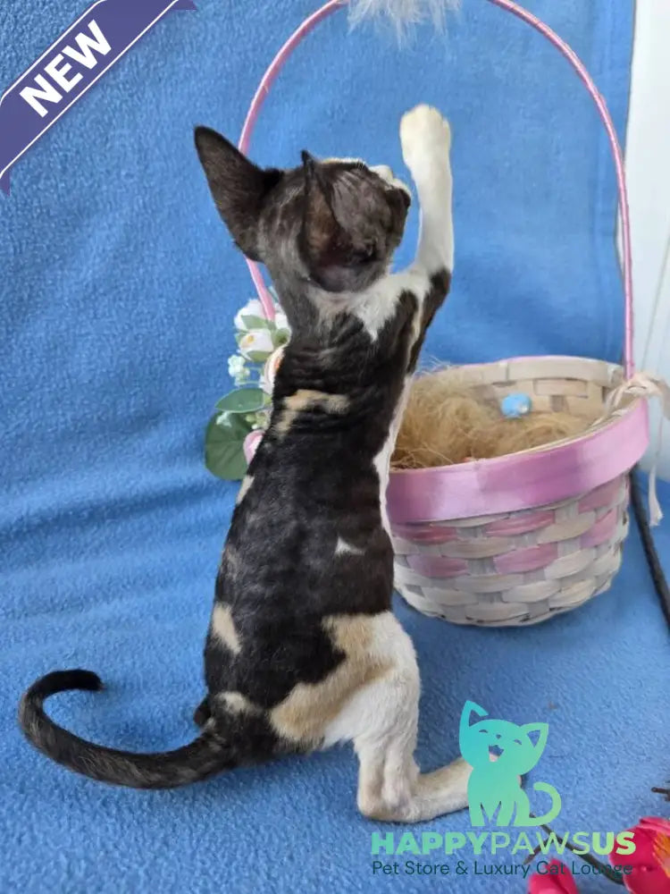 Dulcinea Devon Rex female black tortie bicolour - live animals