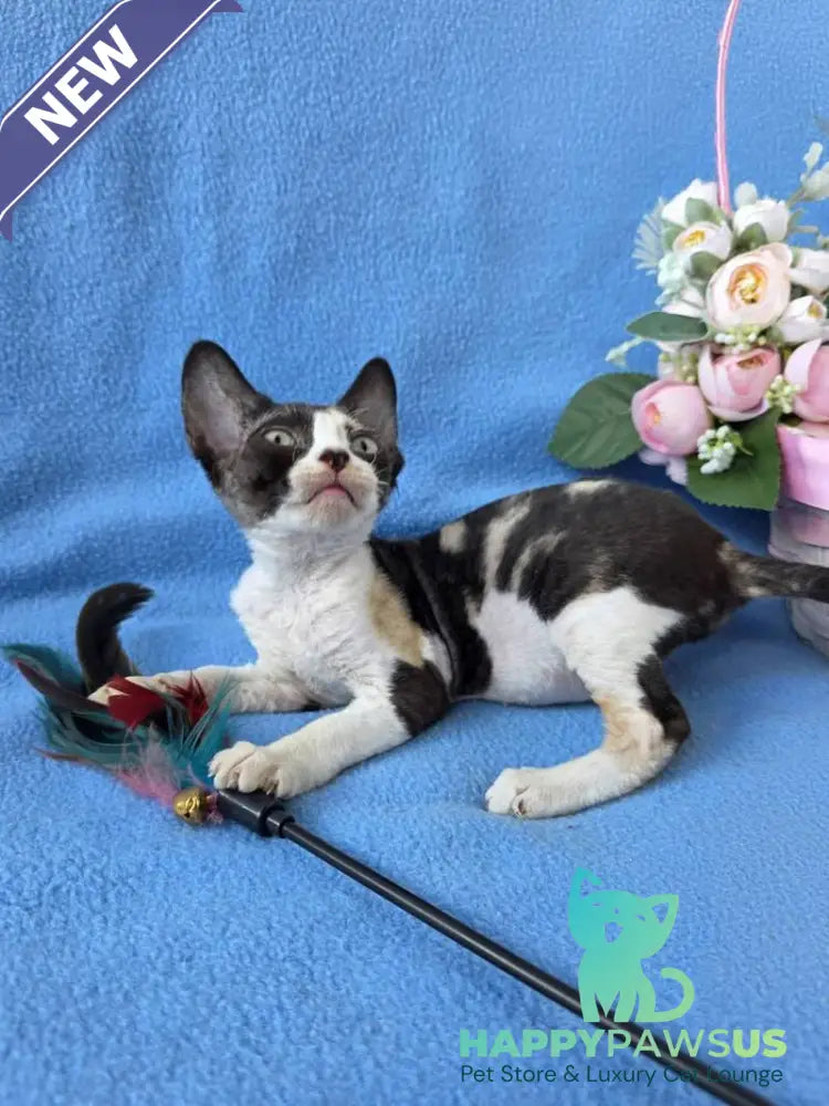 Dulcinea Devon Rex female black tortie bicolour - live animals