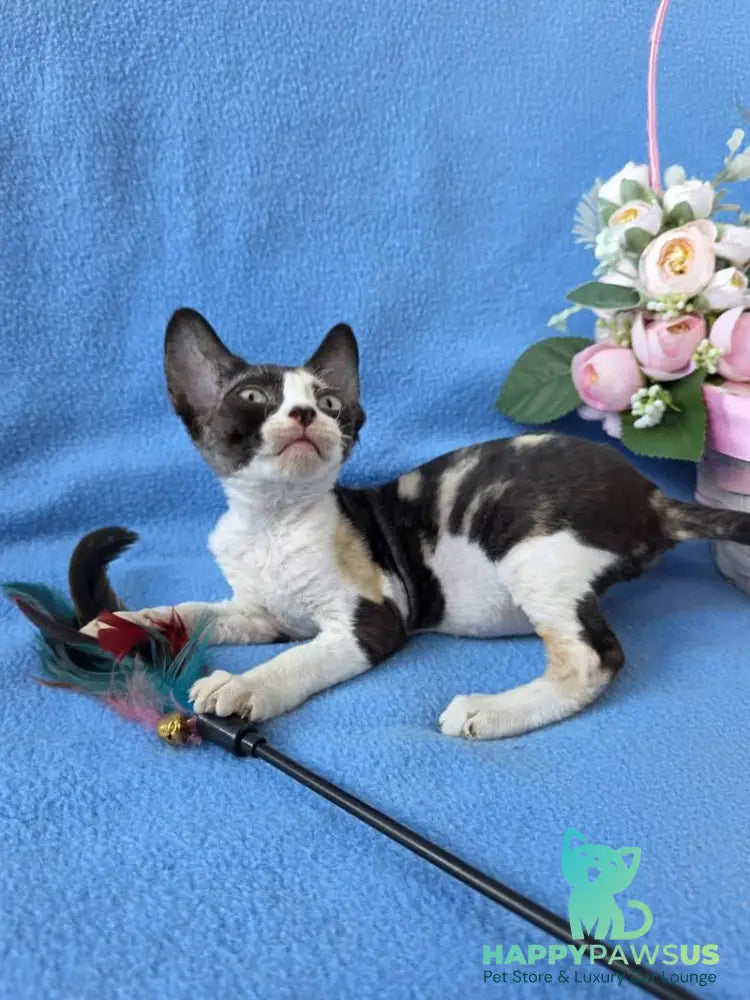 Dulcinea Devon Rex female black tortie bicolour - live animals