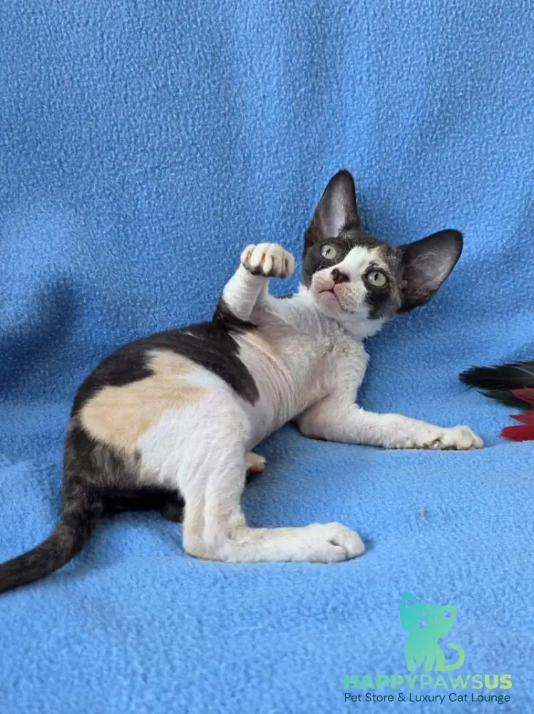 Dulcinea Devon Rex female black tortie bicolour - live animals