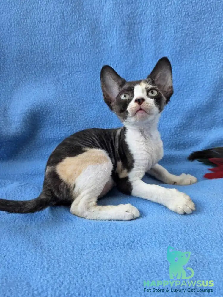 Dulcinea Devon Rex female black tortie bicolour - live animals