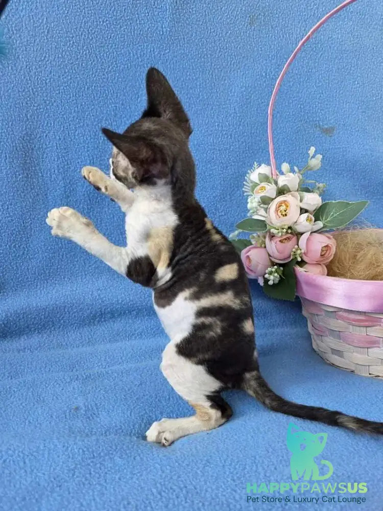 Dulcinea Devon Rex female black tortie bicolour - live animals