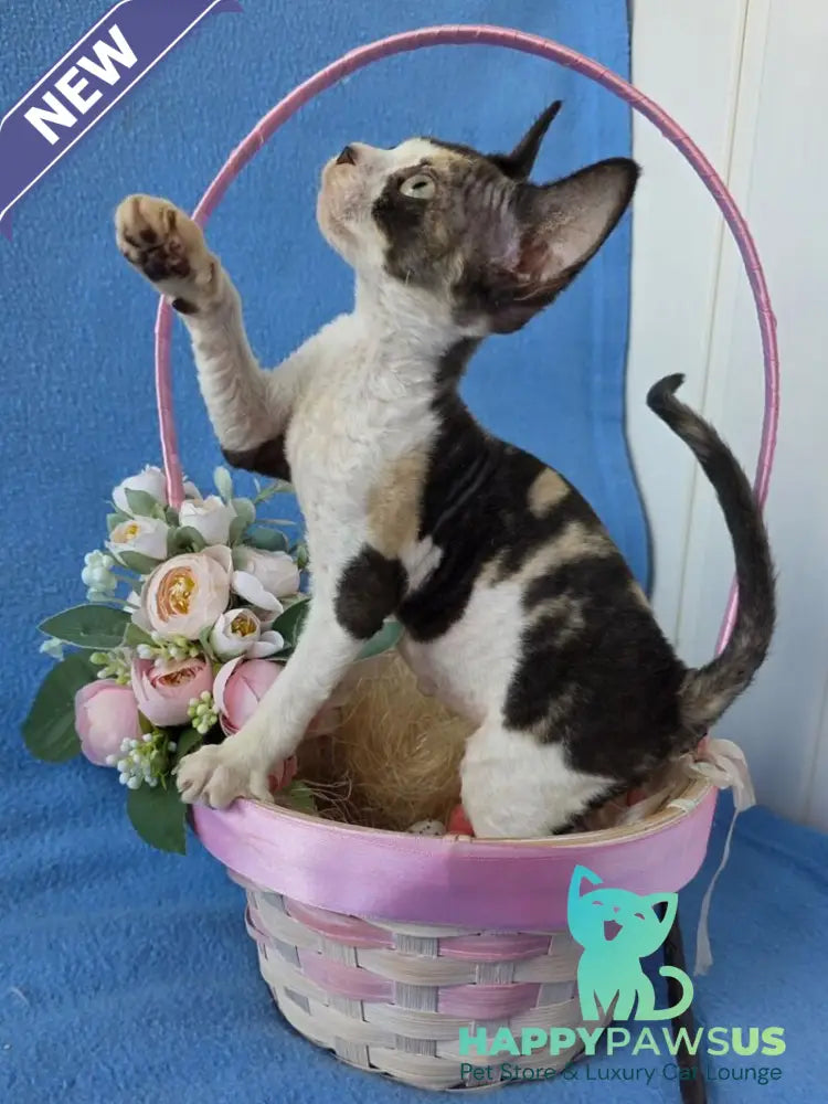 Dulcinea Devon Rex female black tortie bicolour - live animals