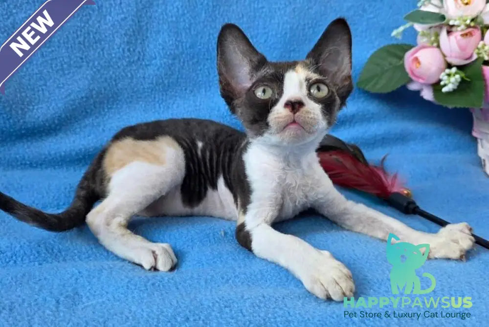 Dulcinea Devon Rex female black tortie bicolour - live animals