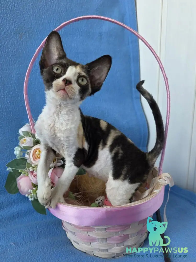 Dulcinea Devon Rex female black tortie bicolour - live animals