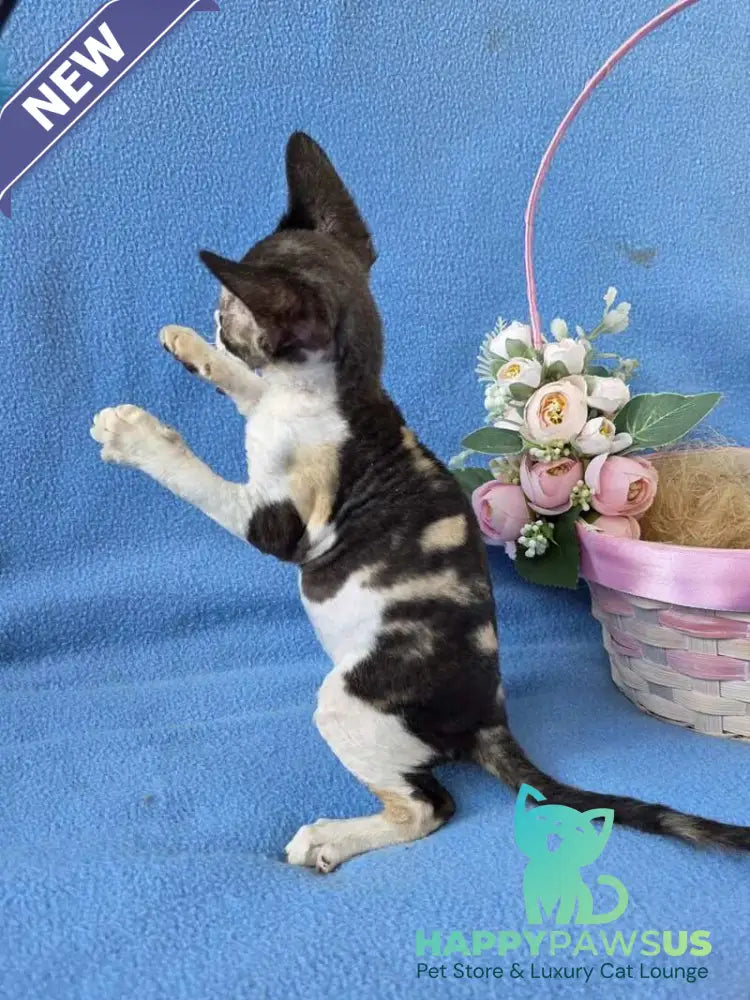 Dulcinea Devon Rex female black tortie bicolour - live animals