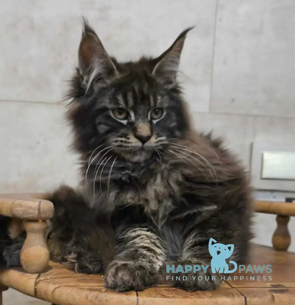 Dunai Maine Coon male black tabby live animals