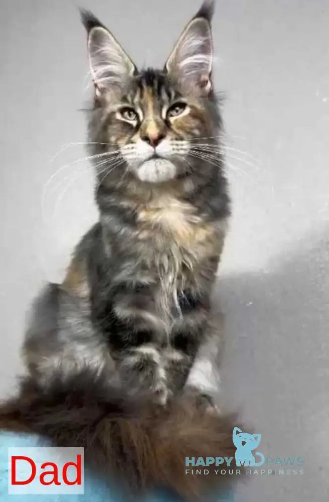 Dunai Maine Coon male black tabby live animals