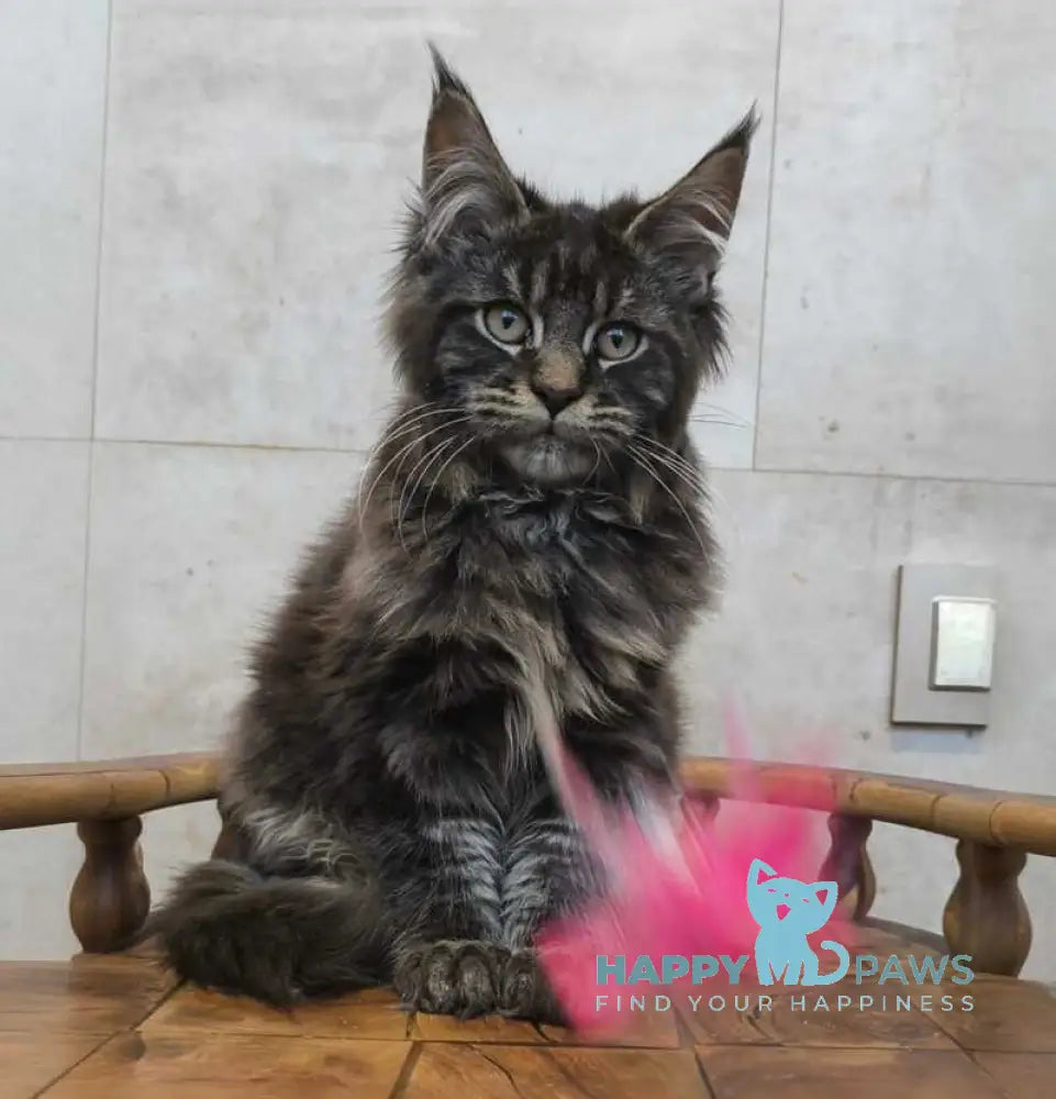 Dunai Maine Coon male black tabby live animals