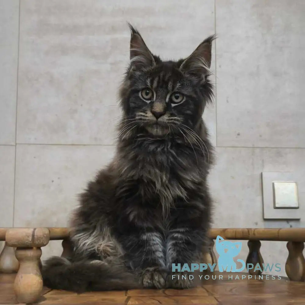 Dunai Maine Coon male black tabby live animals