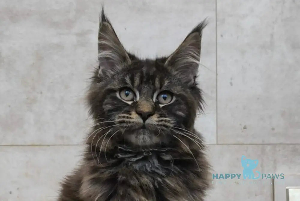 Dunai Maine Coon male black tabby live animals