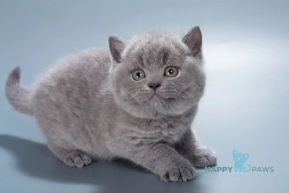 Duncan British Shorthair male blue live animals