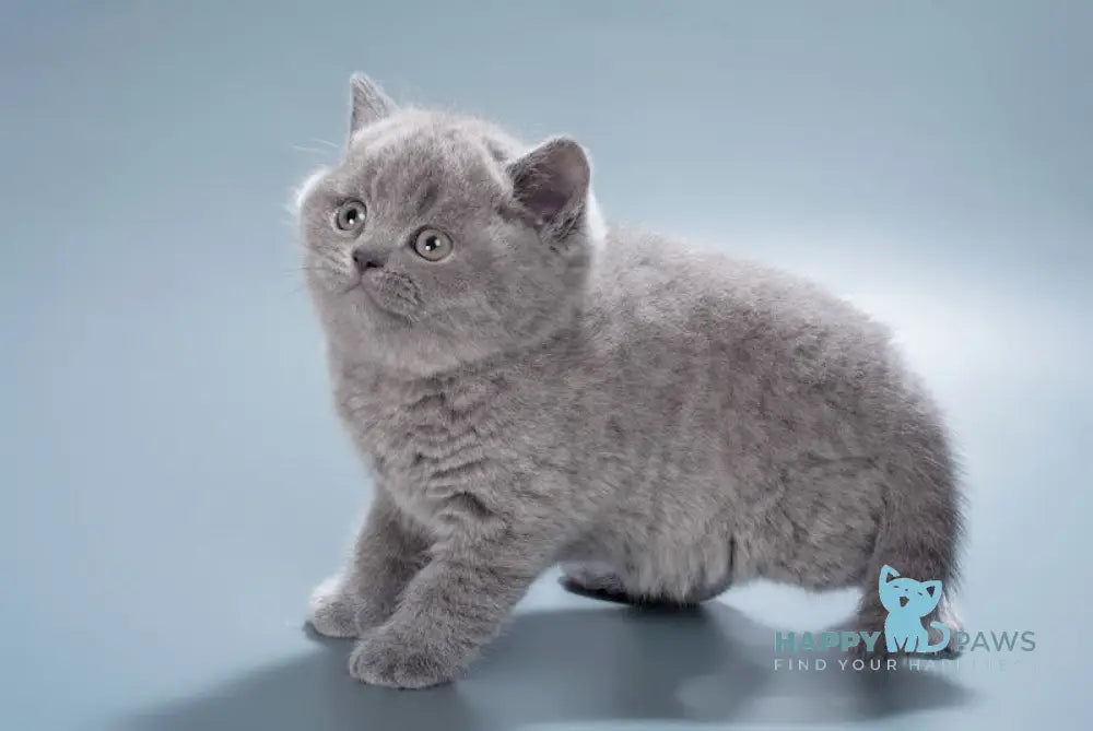 Duncan British Shorthair male blue live animals