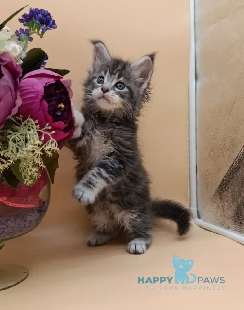 Duncan Maine Coon male blue silver tabby live animals