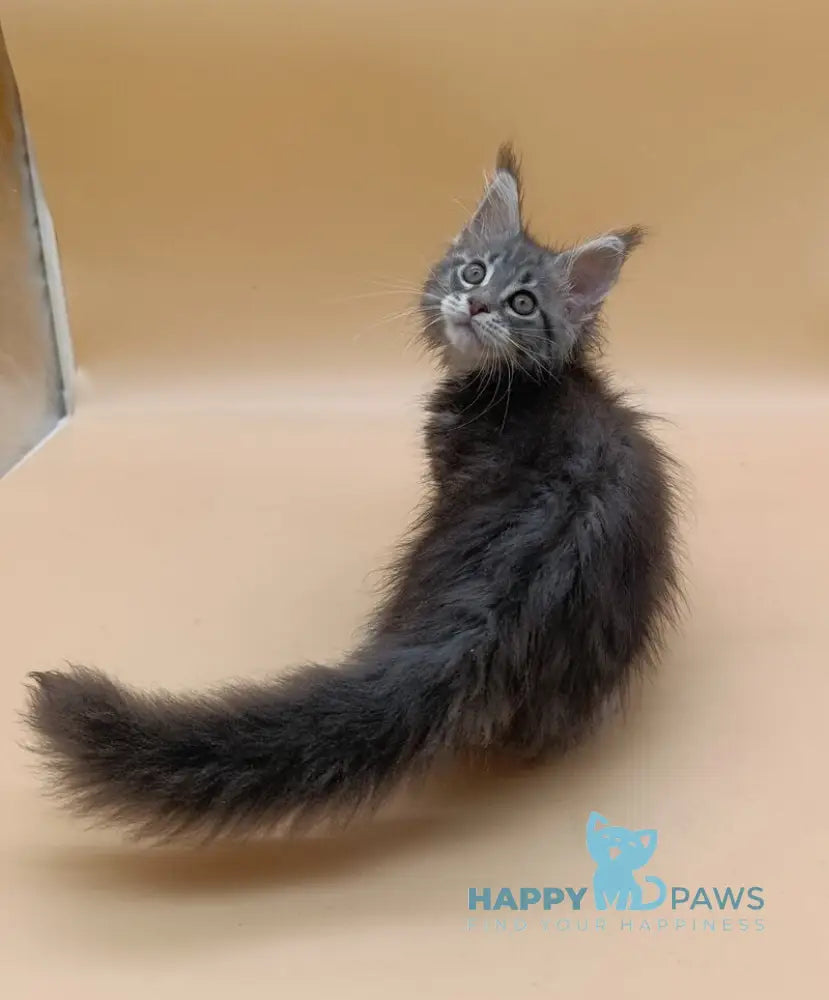 Duncan Maine Coon male blue silver tabby live animals